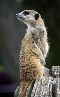 Lookout: Erdmannchen (Suricata suricatta), halt Ausschau