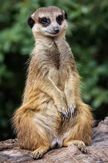 Lookout: Erdmannchen (Suricata suricatta), halt Ausschau