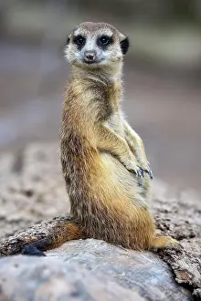 Lookout: Erdmannchen (Suricata suricatta), halt Ausschau