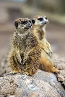 Stein: Erdmannchen (Suricata suricatta), sitzen auf Stein