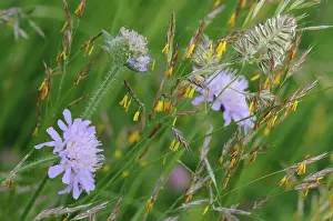 Brome: Erect Brome (Bromus erectus) in pollination Northern