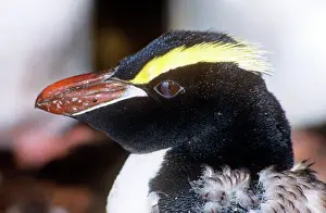 Note: Erect-crested Penguin - moulting, note nictitating membrane