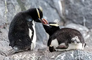 Renato Granieri: Erect-crested Penguin parent feeding chick