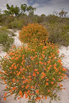 Brevifolia: Eremaea brevifolia - growing on sand in Kwongan heath