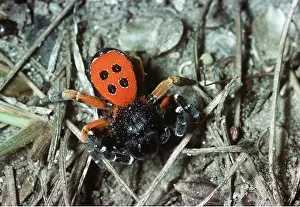 Crawling: Eresus / Ladybird SPIDER