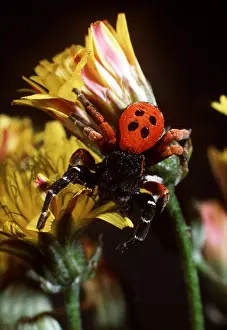 Balancing: Eresus / Ladybird SPIDER - male
