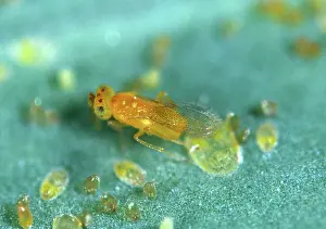 Pupae: Eretmocerus mundus