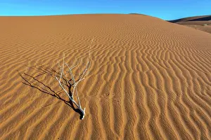 Merzouga: Erg Chebbi, dunes in the sand desert of Merzouga