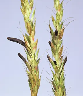 Seeding: Ergot (Claviceps purpurea)