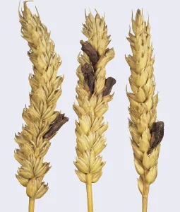 Claviceps: Ergot (Claviceps purpurea) on wheat