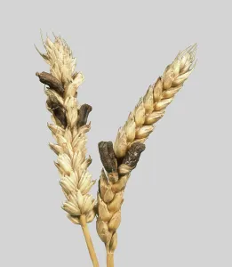 Claviceps: Ergot infects Wheat