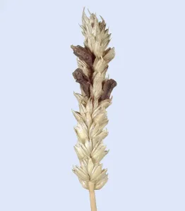 Claviceps: Ergot in ripe wheat ear