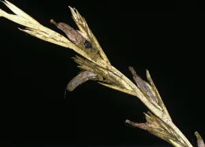 Claviceps: Ergot in Ryegrass