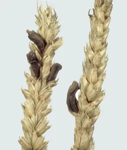 Claviceps: Ergot in wheat ear