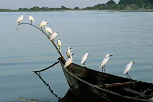 Dhow: Ergrets Perching on Boat