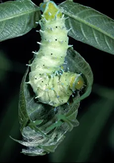 Cynthia: Eri Silkmoth - Caterpillar