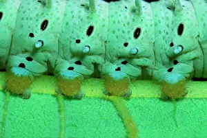 Segment: Eri Silkmoth Caterpillar - detail of, on a Tree-of-heavenIs