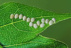 Cynthia: Eri Silkmoth - Eggs