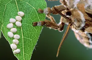 Cynthia: Eri Silkmoth - Female laying its eggs on a Tree-of-heaven's