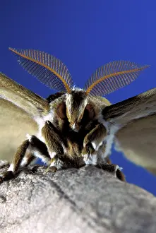 Cynthia: Eri Silkmoth - Male