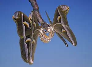 Cynthia: Eri Silkmoth - mating