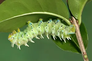 Ricini: Eri Silkworm Moth - Caterpillar of the hybridation
