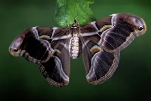 Ricini: Eri Silkworm Moth - Female