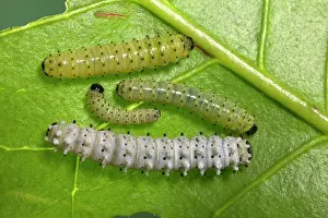 Ricini: Eri Silkworm - young caterpillar
