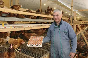 Aliments: Eric Walger harvest the eggs in the henhouse