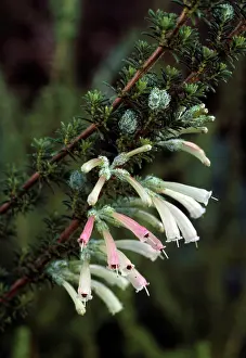 Allen Paterson: Erica glandulosa - in flower
