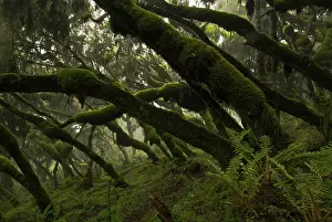 Hypericum: Erica and Hypericum forest