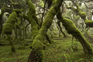 Michele Menegon: Erica and Hypericum forest