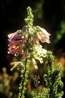 Kirstenbosch: Erica verticillata - saved from extinction at Kew