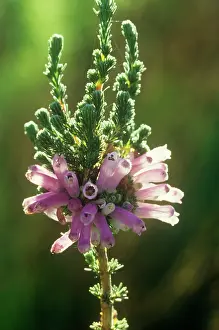 Kirstenbosch: Erica verticillata - saved from extinction at Kew