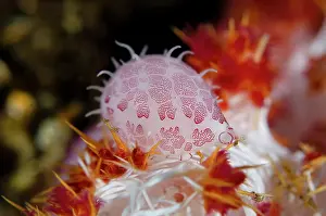 Shell: Erica's Egg Shell - feeding on Glomerate Tree Coral