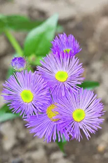 Erigeron: Erigeron / Dunkelste Aller 'Darkest of All' Flowers