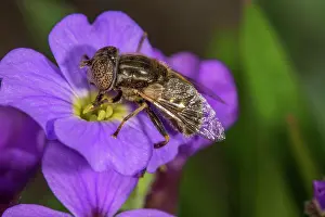 Aubrieta: Eristalinus sepulchralis (Eristalinus sepulchralis)