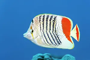 Butterflyfish: Eritrean butterflyfish (Chaetodon paucifasciatus)