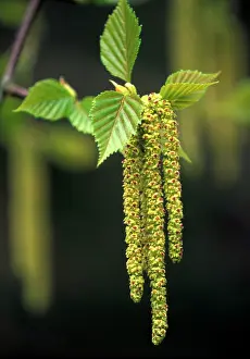 Birches: Erman's Birch Catkins - April