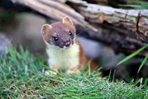 Ermine: Ermine (Mustela erminea), big weasel, stoat, adult, a
