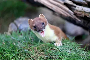 Ermine: Ermine (Mustela erminea), Greater Weasel, stoat, a