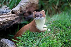 Ermine: Ermine (Mustela erminea), Greater Weasel, stoat, a