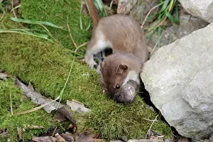 Lorraine: Ermine (Mustela erminea) and its prey: Europpean