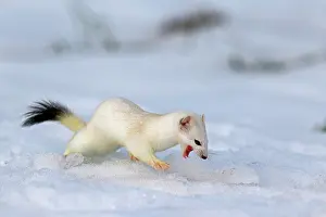 Precipitation: Ermine ( Mustela erminea ) in white coat of winter