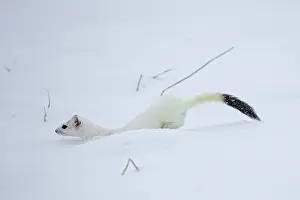 Ermine: Ermine (Mustela erminea) in winter coat, in the