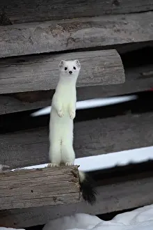 Fuel: Ermine (Mustela erminea) in winter coat, in a woodpile