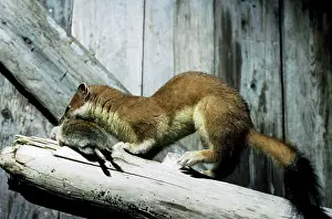 Ermine: Ermine with prey (lemming) in abandoned winter