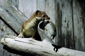 Ermine: Ermine with prey (lemming) in abandoned winter