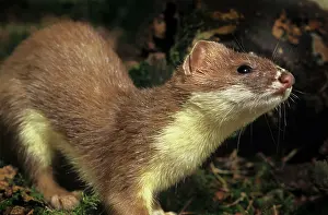 Ermine: Ermine / Short-tailed Weasel / Stoat