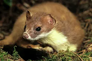 Ermine: Ermine / Short-tailed Weasel / Stoat